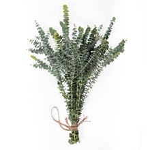 Load image into Gallery viewer, Fresh Baby Blue Eucalyptus 12 Stems Bunch for Shower & Décor - BESPELL & CO.