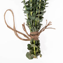 Load image into Gallery viewer, Fresh Baby Blue Eucalyptus 12 Stems Bunch for Shower & Décor - BESPELL & CO.