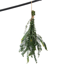 Load image into Gallery viewer, Fresh Baby Blue Eucalyptus 12 Stems Bunch for Shower & Décor - BESPELL & CO.