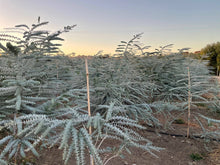 Load image into Gallery viewer, Fresh Baby Blue Eucalyptus 12 Stems Bunch for Shower & Décor - BESPELL & CO.
