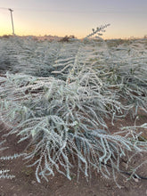 Load image into Gallery viewer, Dried Baby Blue Eucalyptus 12 Stems Bunch for Shower &amp; Décor - BESPELL &amp; CO.