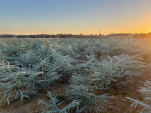 Load image into Gallery viewer, Fresh Baby Blue Eucalyptus 12 Stems Bunch for Shower &amp; Décor - BESPELL &amp; CO.