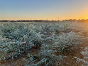 Fresh Baby Blue Eucalyptus 12 Stems Bunch for Shower & Décor - BESPELL & CO.