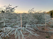 Load image into Gallery viewer, Fresh Baby Blue Eucalyptus 12 Stems Bunch for Shower &amp; Décor - BESPELL &amp; CO.